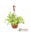 PLANTA DEL DINERO T15
