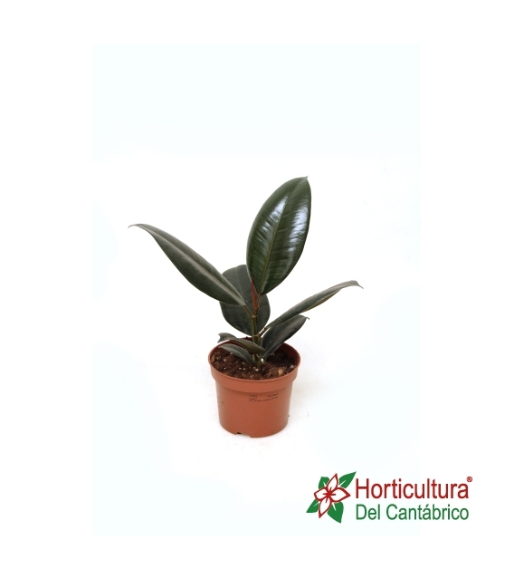 Ficus robusta