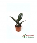 Ficus robusta