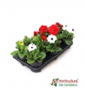 GERBERA M13