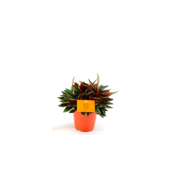PEPEROMIA ROSSO M12