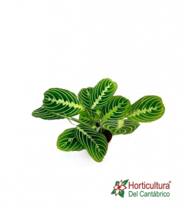 MARANTA LEMON LIME M14