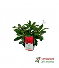 RHODODENDRO M19