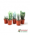 cactus grandes