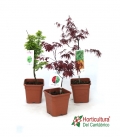 ACER 5L