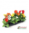 GERBERA M13