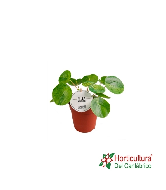 PILEA PEPEROMOIDES M12