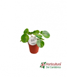 PILEA PEPEROMOIDES MOJITO