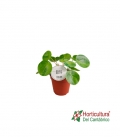 PILEA PEPEROMOIDES M12