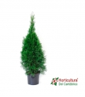 THUJA SMARAGD 150 CM
