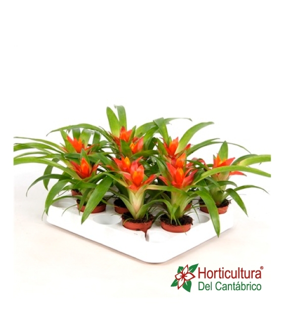 GUZMANIA M9