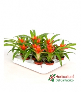 GUZMANIA M9