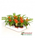 GUZMANIA M9