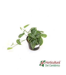 MONSTERA SILTEPECANA M12