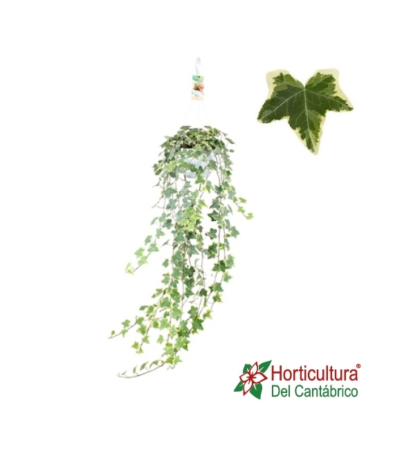 Hiedra variegada larga