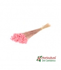 BOTAO SB PINK