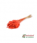 LAGURUS ORANGE