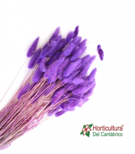 LAGURUS MORADO