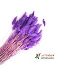 LAGURUS MORADO