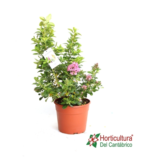 ESCALLONIA M2,5L