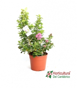 ESCALLONIA M2,5L
