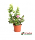 ESCALLONIA PINK ELLE 5L