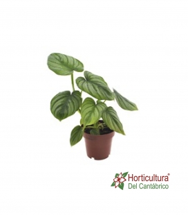 PHILODENDRON MAMEI M12