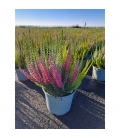 CALLUNA M17 BICOLOR