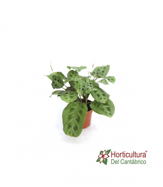 MARANTA KERCHOVEANA M12