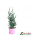 TAXUS HICKSII M18
