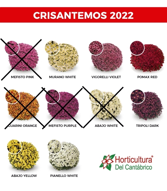 Crisantemos nacionales 2022
