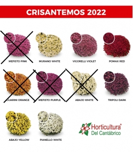 Crisantemos nacionales 2022