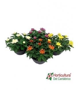 CRISANTEMO DECO TARRINA