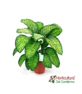 DIAFENBACHIA TROPIC M17