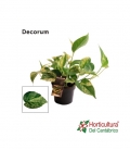 EPIPREMUN MARBLE QUEEN M12