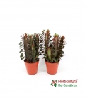 Euphorbia trigona roja