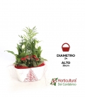 Centro de plantas navideño