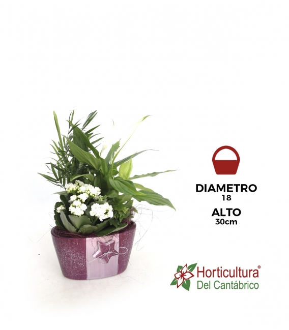 Centro de plantas navideño