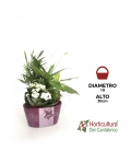 CENTRO OVAL ESTRELLA MORADO