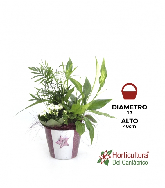Centro de plantas navideño