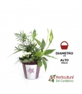 Centro de plantas navideño