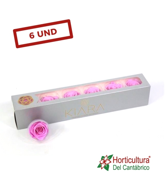 ROSA PRESERVADA BABY LILY