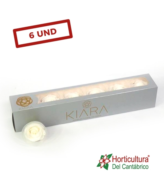 ROSA PRESERVADA PURE WHITE