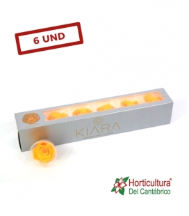ROSA PRESERVADA SUNNY YELLOW