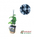 Planta de arándano azul