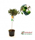 OLEA EUROPEA COPA M20