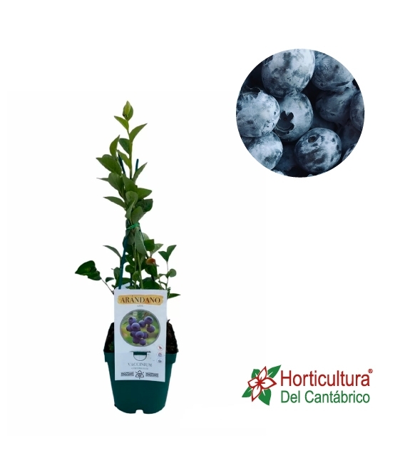 Planta de arándano azul