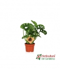 MONSTERA MONKEY MASK M12