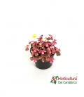 OXALIS VULCAN PINK M10