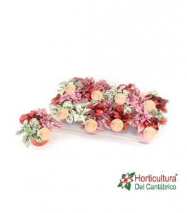 HYPOESTES MIX M12